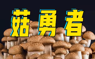 《菇 勇 者》，但是云南野生菌版