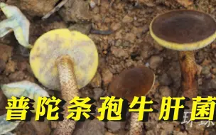 浙江现全球新物种：普陀条孢牛肝菌
