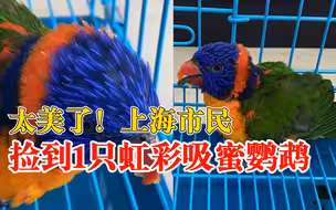 太美了！上海市民捡到1只虹彩吸蜜鹦鹉，系国家二级保护动物