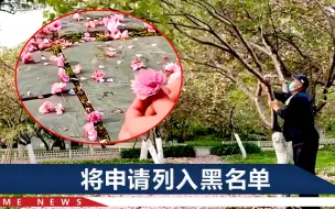 北京一大爷摇树造“花雨”拍照，目击者心疼满地花瓣：不敢阻止