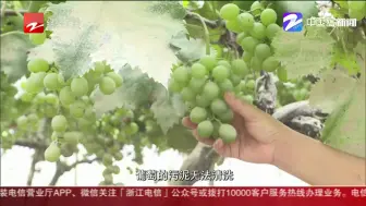 被淹后梨子变色 杭州富阳灾后多手段自救