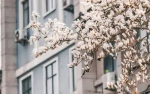 西安交通大学校园春景，你的母校最美丽的风景是什么？