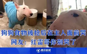 狗狗食物被抢后在主人面前哭，抽泣哽咽可怜巴巴：红雷哥你别哭了