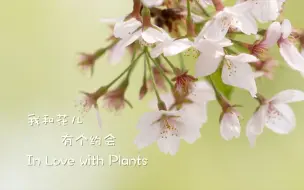 《北京：动植物爱好者的寻宝乐园》之我和花儿有个约会