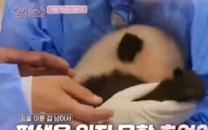 网友质疑韩国艺人录制综艺时违规接触大熊猫幼崽