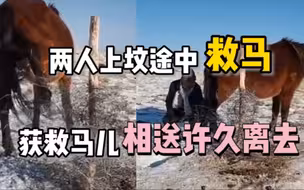 啃光树皮，吃尽白雪，受困马儿终获救