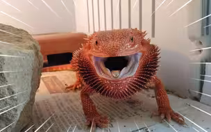 暴躁鬃狮蜥 在线吃人