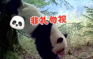 红外相机拍摄到野生大熊猫踮脚倒立撒尿 网友：见过最野的国宝