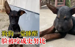 狗狗一觉睡醒脸被咬成史努比，主人：挺心疼，已经带它打针了