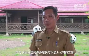 “一带一路”高峰论坛  以合作种植棕榈促共享共赢 中企深耕种植园助力印尼农村发展