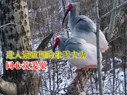 朱鹮夫妻同心筑爱巢