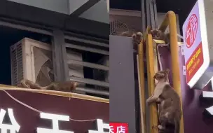 这就是母爱！流浪猫妈妈有鸡腿忍住不吃 拼命爬高喂幼崽令人动容
