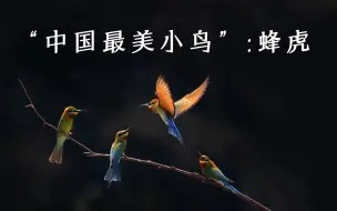 “中国最美小鸟”到底有多美？