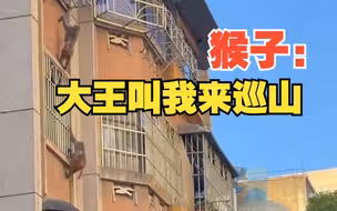 黔灵山猴子组团爬居民楼觅食 网友：让你巡山没让你寻房啊