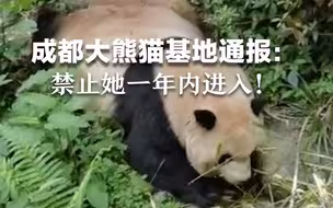 成都大熊猫基地通报：禁止她一年内进入！