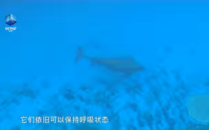 惊险！江豚宝宝的出生有多艰难