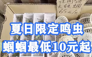 儿时的夏日记忆！夏日限定鸣虫蝈蝈最低10元起