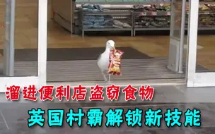 成精了？英国海鸥偷溜进便利店，火速叼走薯片吃大餐