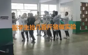 河北一高校医学生抬几百斤猪做实验 画面太有趣震撼过路同学