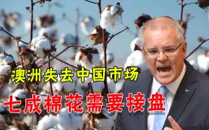 澳洲棉花产量复苏，却发现失去最大买家：七成卖不出，得找人接盘