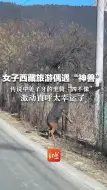 女子西藏旅游偶遇“神兽” 传说中姜子牙的坐骑“四不像” 激动直呼太幸运了