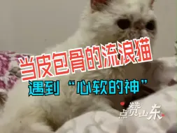点赞山东｜当皮包骨的流浪猫遇到“心软的神” 被收养前后简直“判若两猫”