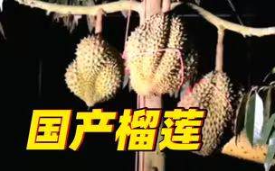 首次上市！来听国产榴莲成熟的声音😀