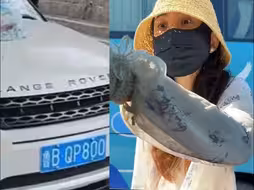 网传打人路虎女司机开的是套牌车 青岛交警：还没有证据