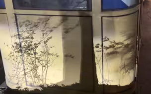 男子晚上散步路遇大树和小草，乍看平平无奇，下一秒变成灯下绝美水墨画影子