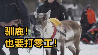 在芬兰驯鹿还要打“零工”？驯鹿锦标赛听过没有？