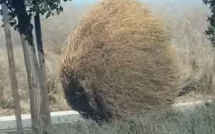 巨型风滚草