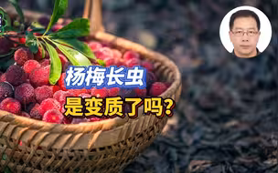 杨梅长虫是变质了吗？