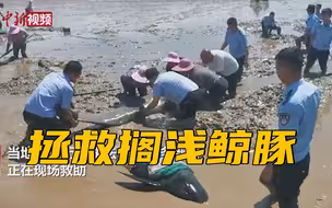 拯救搁浅鲸豚！