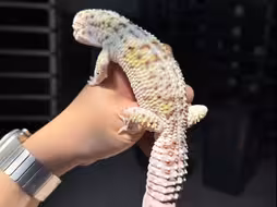 【广州工作室 森屿爬宠】最大的豹纹守宫🤩，实物巨大#巨人伊朗守宫。小亚成出售，可分公母，单公对售一公两母。