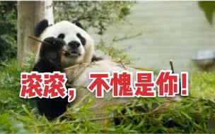 英国考虑将大熊猫送回中国：疫情期间缺钱，养不起了