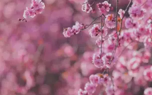 日照的花开了，春风十里，美好正在萌芽！