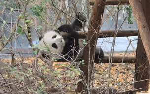 低情商：你腿真短；高情商：都怪地心引力太强