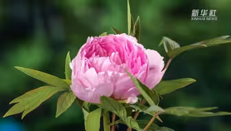 #被洛阳牡丹花开惊艳到了 近日，第41届中国洛阳牡丹文化节开幕，河南省洛阳市各个牡丹观赏园的牡丹花次第绽放。