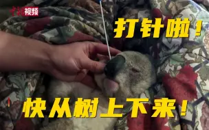 澳大利亚400只考拉集体打疫苗