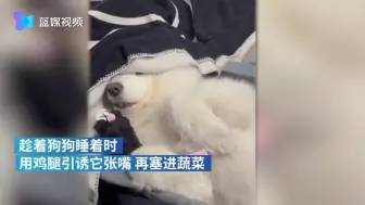 主人用鸡腿骗狗张嘴后换青菜：它吃完才发现不对劲