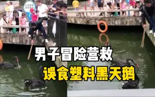 男子冒险营救误食塑料黑天鹅