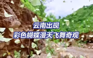 特效组可以放假了！云南彩色蝴蝶漫天飞舞奇观看呆了