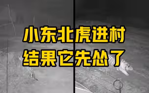 小东北虎进村 结果它先怂了