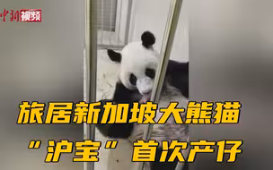 中国旅居新加坡大熊猫“沪宝”首次产仔