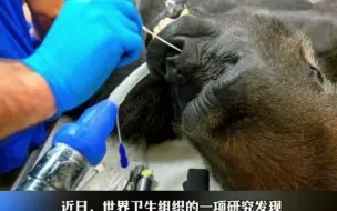 29种动物身上被检测出新冠，人体免疫力或将无法抵抗新的变体！