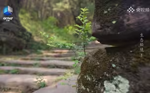 古蜀道上的柏树最高树龄达2300年