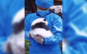 这熊猫宝宝也太呆萌可爱啦！