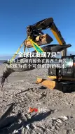 “全球仅发现7只” 世界上最稀有鲸鱼在新西兰搁浅 或成为首个可供解剖的标本
