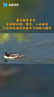 归来 大批候鸟飞临衢江越冬