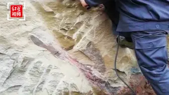 四川自贡市民散步发现恐龙化石 专家：恐龙股骨可能性大，已启动